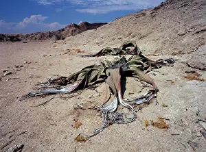 Destroy: Welwitschia