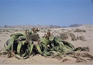 Survival: Welwitschia