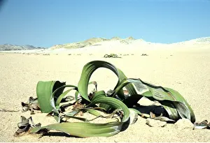 Survival: WELWITSCHIA