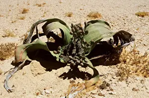 Welwitschia: WELWITSCHIA