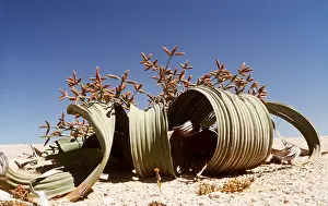 Namibian: WELWITSCHIA