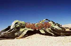 Namibian: WELWITSCHIA