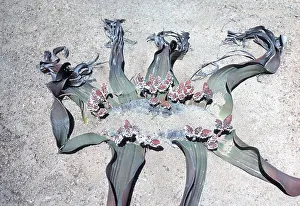 Mirabilis: WELWITSCHIA MIRABILIS - with cones