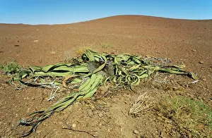 Mirabilis: Welwitschia - plant of ancient origins and Namib-endemic