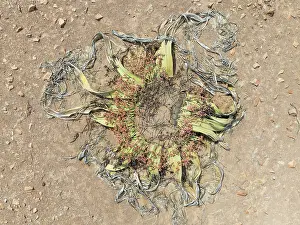 Thomas Dressler: Welwitschia (Welwitschia mirabilis) in the Namib Desert