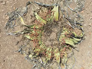 Thomas Dressler: Welwitschia (Welwitschia mirabilis) in the Namib Desert