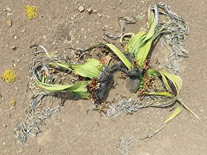 Thomas Dressler: Welwitschia (Welwitschia mirabilis) in the Namib Desert