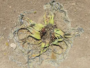 Thomas Dressler: Welwitschia (Welwitschia mirabilis) in the Namib Desert