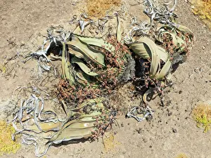 Thomas Dressler: Welwitschia (Welwitschia mirabilis) in the Namib Desert