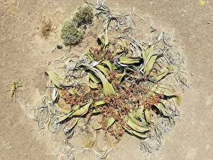 Thomas Dressler: Welwitschia (Welwitschia mirabilis) in the Namib Desert