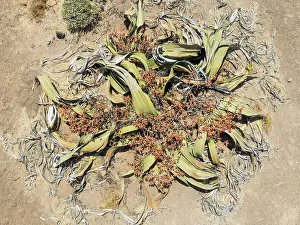 Thomas Dressler: Welwitschia (Welwitschia mirabilis) in the Namib Desert