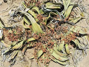 Thomas Dressler: Welwitschia (Welwitschia mirabilis) in the Namib Desert