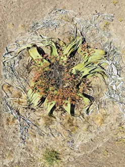 Thomas Dressler: Welwitschia (Welwitschia mirabilis) in the Namib Desert