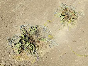 Thomas Dressler: Welwitschia (Welwitschia mirabilis) in the Namib Desert