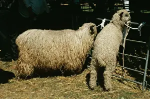 Wensleydale: Wensleydale Sheep