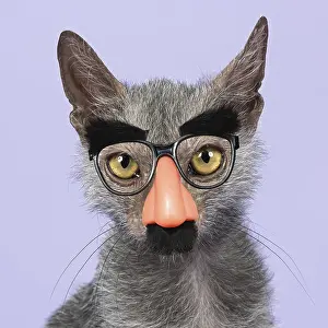 151119: Werewolf Cat or Lykoi Cat (Felis silvestris catus)