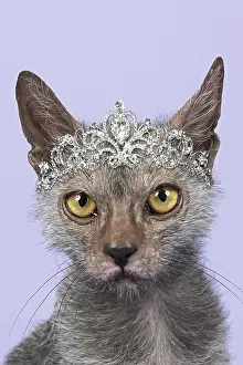 Tiara: Werewolf Cat or Lykoi Cat (Felis silvestris catus)