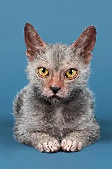 Creepy: Werewolf Cat or Lykoi Cat (Felis silvestris catus)