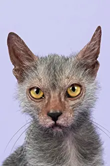 Creepy: Werewolf Cat or Lykoi Cat (Felis silvestris catus)