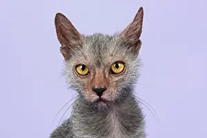 Creepy: Werewolf Cat or Lykoi Cat (Felis silvestris catus)
