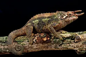 Trioceros: Werner's Three-Horned Chameleons (Trioceros werneri)