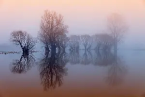 Flood: Weser flood with pollarded willows, morning mood
