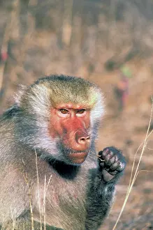 Hamadryas: West Africa. Captive hamadryas baboon, or