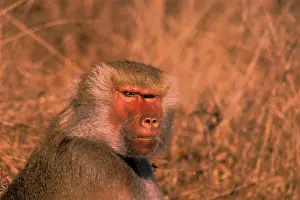 Hamadryas: West Africa. Captive hamadryas baboon, or