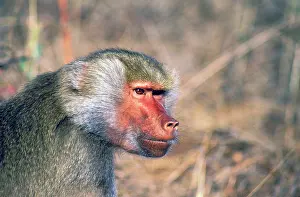 Hamadryas: West Africa. Captive hamadryas baboon, or