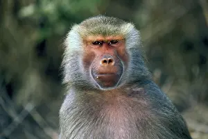 Hamadryas: West Africa. Hamadryas baboon