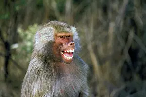 Stuart: West Africa. Hamadryas baboon