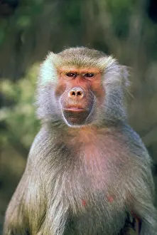 Hamadryas: West Africa. Hamadryas baboon, or papio