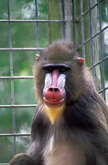 Mandrillus: West Africa. Mandrill, or mandrillus sphinx