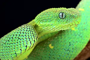 Leone: West African bush viper (Atheris chlorechis), Cameroon