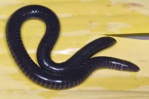 Fossorial: West African Caecilian