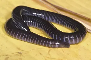 Fossorial: West African Caecilian