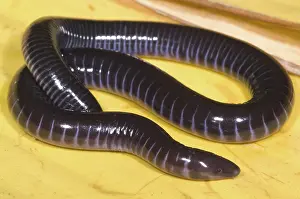 Fossorial: West African Caecilian