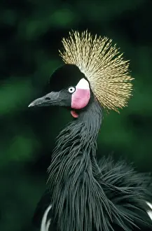 Balearica: West African Crowned Crane