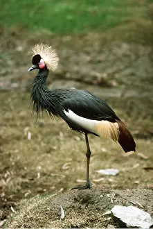 Cranes: West African Crowned Crane - standing on one leg