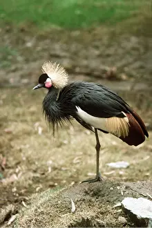 Cranes: WEST AFRICAN CROWNED CRANE - standing on one leg