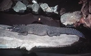 Crocodiles: West African dwarf / broad nosed crocodile - 3-5 inches long