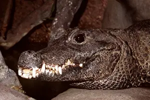 Mouths: West African dwarf / broad nosed crocodile - head