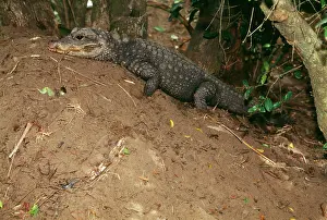 Osteolaemus: West African dwarf / broad nosed crocodile - on nest mound