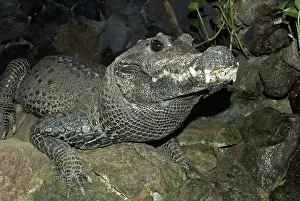 Crocodilian: West African Dwarf Crocodile