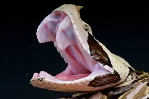 Ghana: West African Gaboon viper (Bitis gabonica rhinoceros)