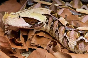 Ghana: West African Gaboon viper (Bitis gabonica rhinoceros)