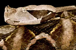 Puff: West African Gaboon viper (Bitis rhinoceros), on