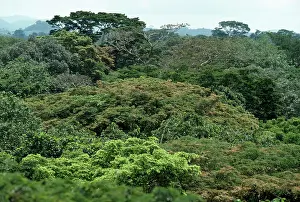 Leone: West African RAINFOREST