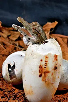 251119: West African slender-snouted crocodile (Mecistops