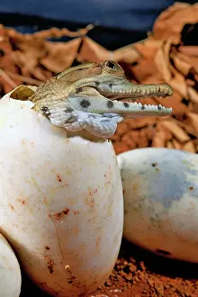 251119: West African slender-snouted crocodile (Mecistops
